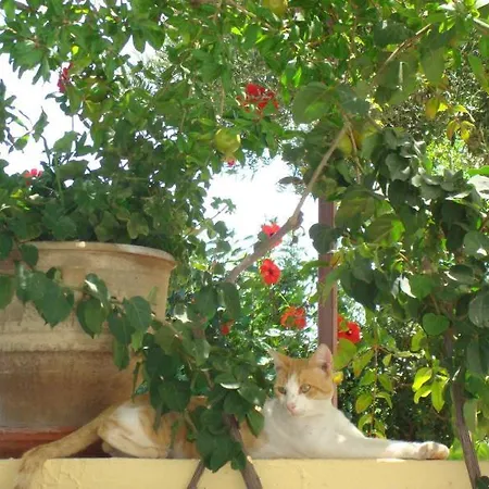 Diktynna アパートホテル